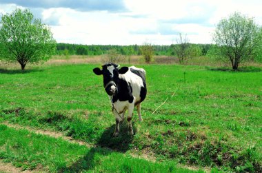 Kırsaldaki yeşil çayırdaki inek. Sığır otlağı. Köydeki inekler temiz havada. Beyaz ve siyah inekler. İnekler yeşil bir yaz çayırında otlarlar. Uzayı kopyala İnek doğrudan çerçeveye bakar.