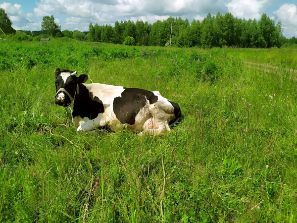 Black motley cow stands on green grass in meadow. Pasture. There trees in background. Blue sky. Cow on green meadow. Cow tied. Pasture for cattle. Copy space. Cow lying in meadow. Green summer meadow