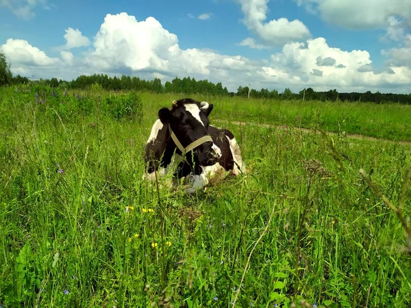 Black motley cow stands on green grass in meadow. Pasture. There trees in background. Blue sky. Cow on green meadow. Cow tied. Pasture for cattle. Copy space. Cow lying in meadow. Green summer meadow