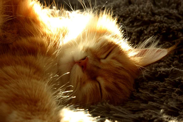 Gatinho ruivo bonito dorme em uma xadrez macio cinza. Retrato de close-up de um gato listrado ruivo. O gato dorme ao sol. Brilho. Animais de estimação. Sonho. Fica aí. Gato dorme na cama — Fotografia de Stock