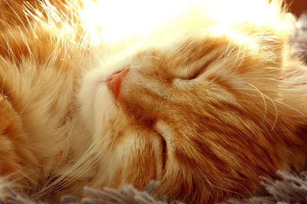Beautiful red-haired kitty sleeps. Close-up portrait of a red-haired striped cat. The cat sleeps in the sun. Glare. Pets. Dream. Stay. Cat sleeps on bed
