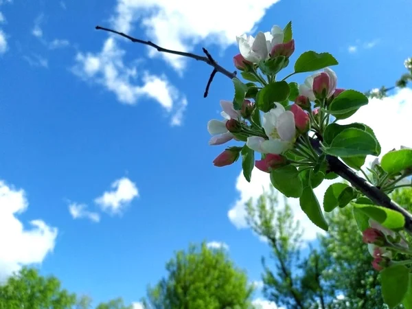 春の日にはリンゴの花が咲く 白い花がたくさん アップル 背景に青い空があります 自然の目覚め テキストのスペースをコピーします — ストック写真