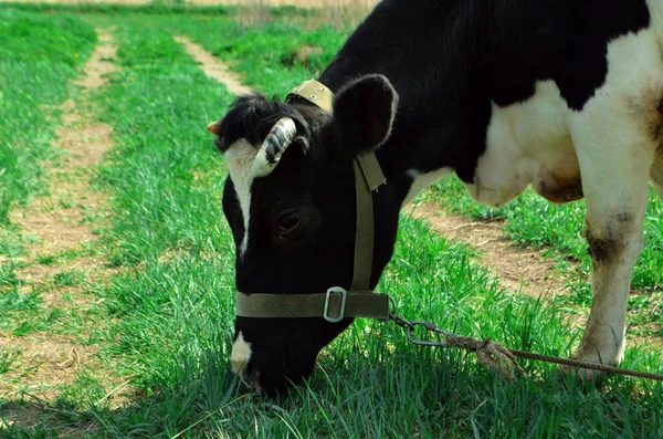 Meadow 'daki yeşil çimlerin üzerinde siyah bir inek duruyor. Arka planda ağaçlar var. Mavi gökyüzü. İnek bağlandı. Sığır otlağı. Tarım. İnek ot yer. Metin için alanı kopyala