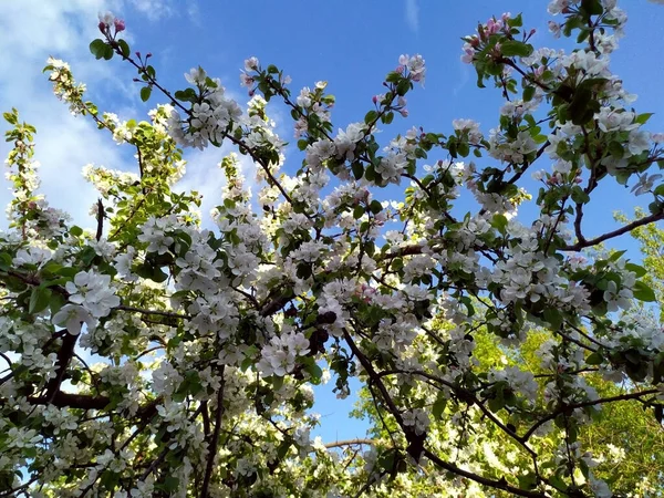 春の日にはリンゴの花が咲く。白い花がたくさん。アップル。背景には青空が広がっています。自然の目覚め。背景。テキストのスペースをコピーします。植物 — ストック写真