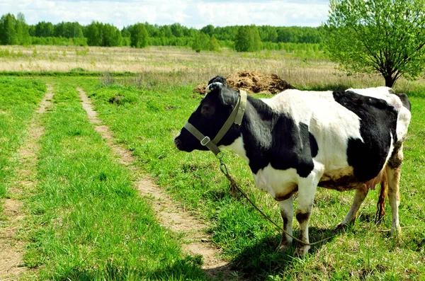 Black motley cow stands on green grass in meadow. Pasture. There are trees in background. Blue sky. Cow on green meadow. Cow tied. Pasture for cattle. Cows graze on a green summer meadow. Copy space.
