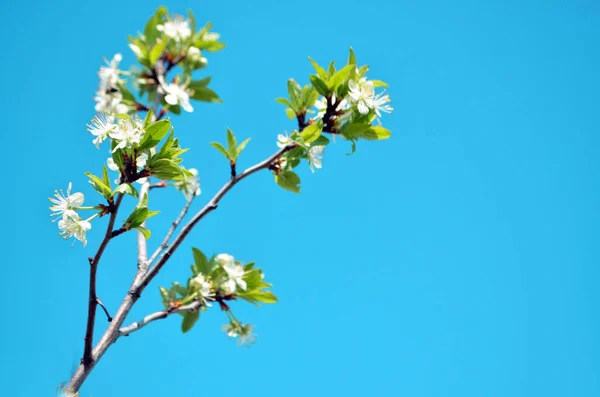 チェリーだ 青い空に白い桜 植物だ 植物学だ そうだ 自然の目覚め ベリーだ 花は左側にあります テキストの場所をコピー — ストック写真