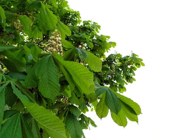 Castaño de caballo en flor contra el cielo azul. Velas verticales grandes con inflorescencias de flores blancas en ramas con hojas verdes talladas. Primavera. Copiar espacio para texto — Foto de Stock