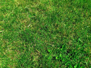 Yeşil çimen arka plan, taze yeşil çimen, yeşil çimen dokusu, güzel yeşil çimenlere yakın. Çimler buruşmuş. Bakımsız çim. Doku. Kapsama alanı.