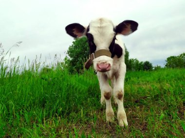 Kırsaldaki yeşil bir arazide küçük bir buzağı. Açık havada bir inek. Buzağı ileriye bakıyor. Hayvan herif. Tarım endüstrisi. Evcil Hayvan teması. Çok az. Saha. Metin için alanı kopyala