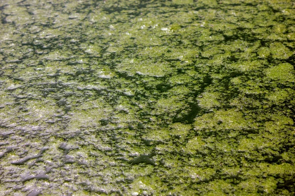 Patterns of green algae on the water. Green water. View from above. Algae. Background. Texture. Abstraction. Copy space