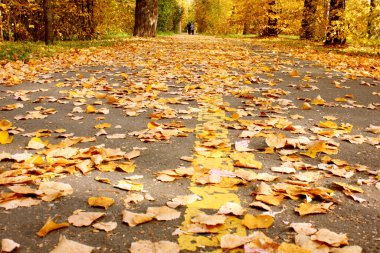 Parktaki asfalt yolda düşen sarı sonbahar yaprakları. Küçük yapraklar. Bitkiler. Sonbahar. Geçmişi. Doku. Sonbahar parkı. Düşen yapraklar.