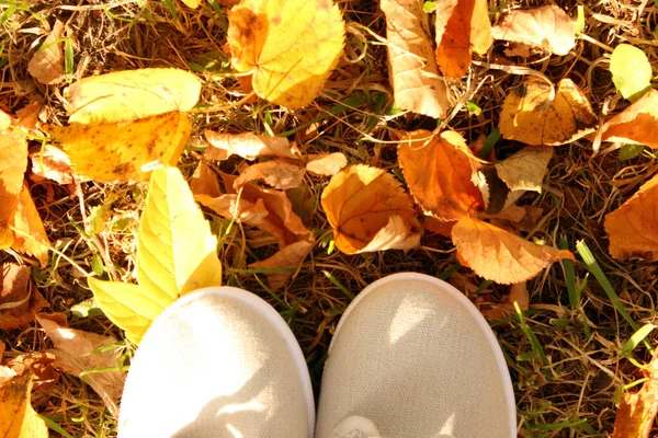 Autumn. Sports shoes sneakers gray colored against the background of autumn fallen leaves. You can see some of the sneakers. Located below. Autumn weather. View from above. Copy space for text.