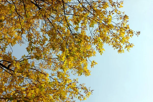 Gelbe Blätter Gegen Den Blauen Himmel Herbst Bäume Mit Gelben — Stockfoto