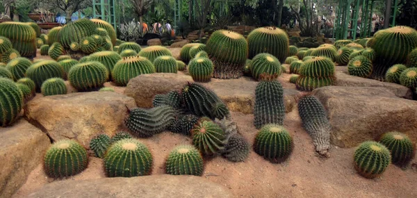 Cactos Verdes Chão Arenoso Parque Belo Jardim Cacto Tropical Nong — Fotografia de Stock