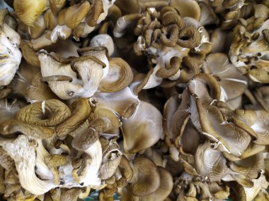 Taze istiridye. Yukarıdan bir sürü taze mantar görünüyor. Lezzetli ve sağlıklı mantarlar evde yetiştiriliyor. Çerçeve tamamen mantarlarla dolu. Doku. Geçmişi. Yiyecek.