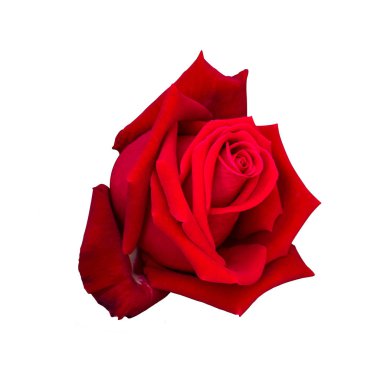 Güzel beyaz arka planda, sevgilisi ve düğün için çiçek kırmızı gül çiçek izole