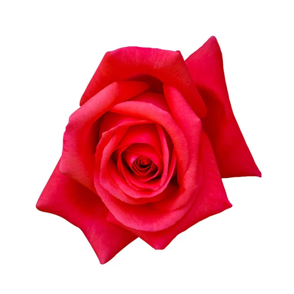 Hermosa Flor Rosa Roja Aislada Sobre Fondo Blanco Flor Para — Foto de Stock