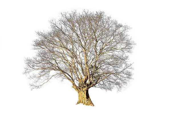 Dött Träd Isolerad Vit Bakgrund Tropiska Träd Som Används För — Stockfoto