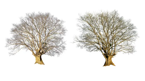 Martwe Drzewo Odizolowane Białym Tle Tropikalne Drzewa Używane Projektowania Reklamy — Zdjęcie stockowe