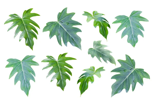 Conjunto Folhas Verdes Monstera Philodendron Split Leaf Planta Folhagem Tropical — Fotografia de Stock