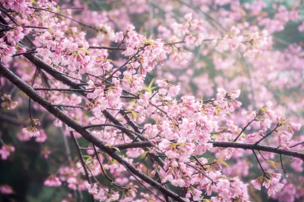 Kijelölt Hangsúly Cseresznye Virágok Teljes Virágzás Elmosódott Háttér Rózsaszín Virág — Stock Fotó