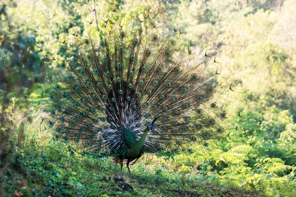 Vahşi Tavus Kuşu Gösteren Tüyü Güzel Kuş Arka Planda Orman — Stok fotoğraf