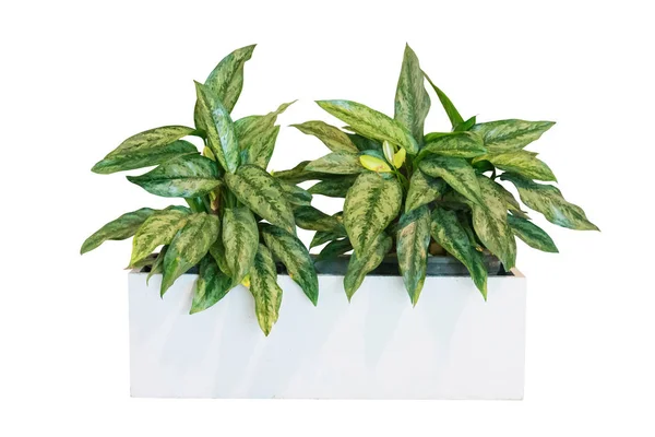 Groene Kamerplant Voor Decoratie Pot Beton Geïsoleerd Whit — Stockfoto