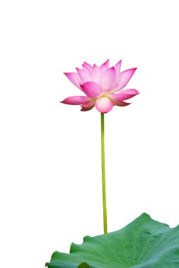 Pembe lotus ve beyaz arka plan üzerinde izole yaprak.