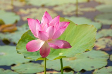 Parlak yaz güneşi altında, gölette açan pembe nilüfer çiçekleri sizin iyiliğiniz için bir ağaç türüdür..