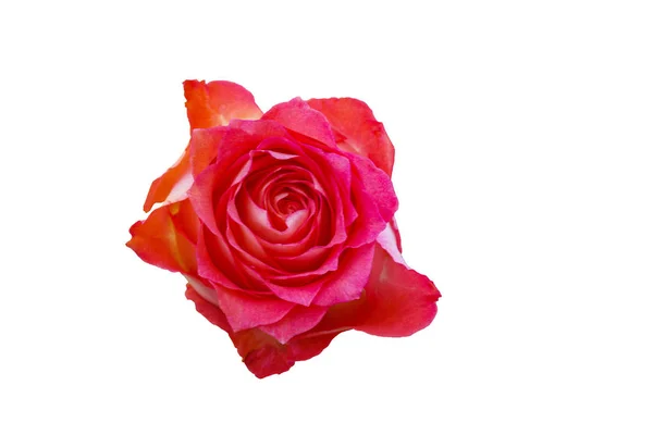 Hermosa Flor Rosa Roja Aislada Sobre Fondo Blanco Flor Para —  Fotos de Stock