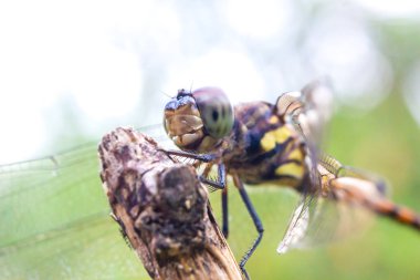 Yusufçuk vahşi, makro çekim gözünü kapat göz detayını yusufçuk olduğunu çok küçük, seçici odak.