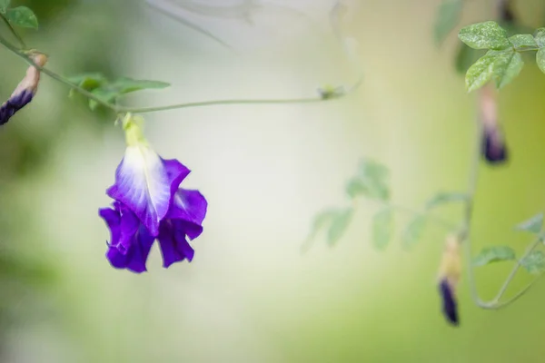 Butterfly pea. flowers, Purple Flower In Soft Light Blur Background