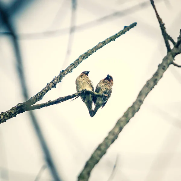 Dos Pájaros Perca Aves Amante Rama Tono Vintage — Foto de Stock