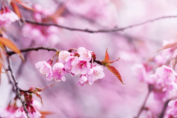 Enfoque Seleccionado Primer Plano Las Flores Cerezo Plena Floración Desenfoque — Foto de Stock