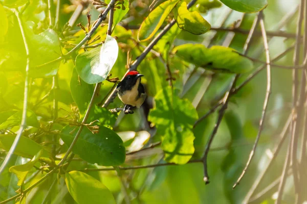 Aves Nectariniidae Ramos Arbustos Groselhas — Fotografia de Stock