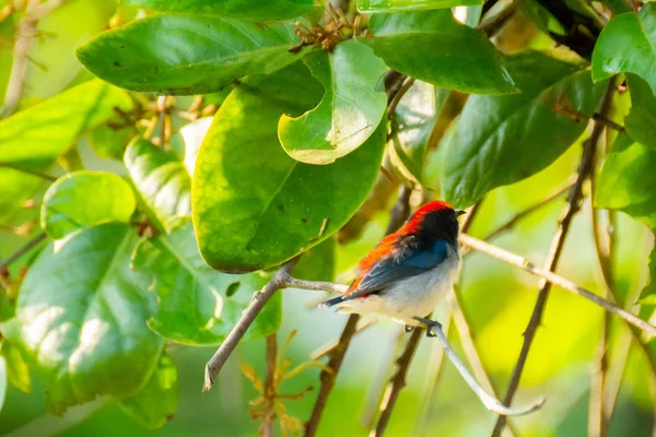 Aves Nectariniidae Ramos Arbustos Groselhas — Fotografia de Stock