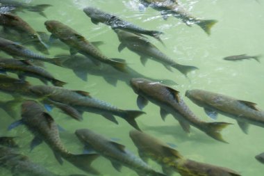Mae Hong Son ilinin Balık Mağarasında Çok Balık (Mahseer barb).