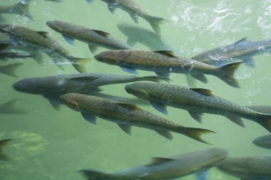 Mae Hong Son ilinin Balık Mağarasında Çok Balık (Mahseer barb).