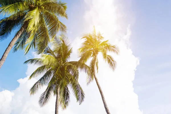Kokospalmen, schöner tropischer Hintergrund — Stockfoto