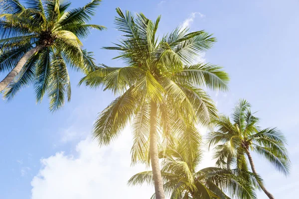 Kokospalmen, schöner tropischer Hintergrund — Stockfoto