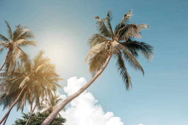 Kokospalmen, wunderschöner tropischer Hintergrund, Vintage Filte — Stockfoto