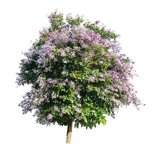 Alberi viola isolati su sfondo bianco, alberi tropicali isolati — Foto Stock