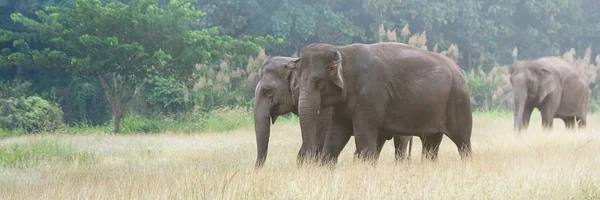 Elefante asiático caminando por el sendero de la hierba de tierra durante el verano a las 9: 00 horas. — Foto de Stock