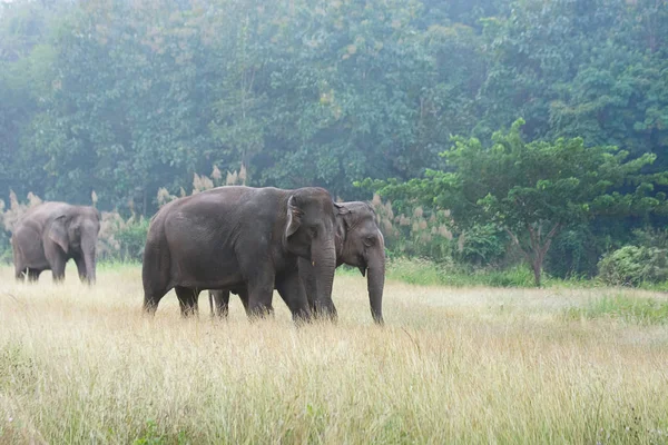 Elefante asiático caminando por el sendero de tierra firme durante el verano nublado — Foto de Stock