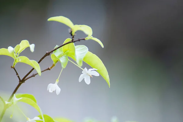 Λευκό Λουλούδι (Wrightia Religiosa Benth) Με όμορφη Bokeh — Φωτογραφία Αρχείου