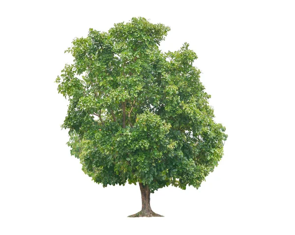 Μεγάλα πράσινα δέντρα απομονωμένα σε λευκό φόντο, τροπικά δέντρα iso — Φωτογραφία Αρχείου