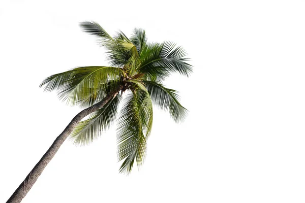 Palmera de coco aislada sobre fondo blanco. Imagen de archivo