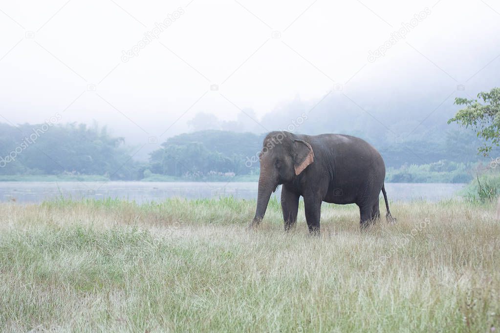 Asian elephant walking on dirt grassy path during cloudy summer 