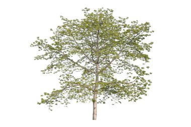 Beyaz arka planda izole ağaçlar, tasarımda, reklamcılıkta ve mimaride kullanılan tropikal ağaçlar..