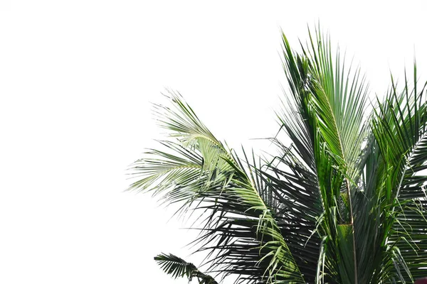 Coconut Palm Tree Isolated White Background — Stock Photo, Image